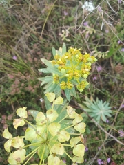 Euphorbia stepposa