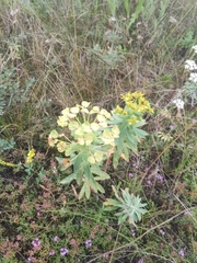 Euphorbia stepposa