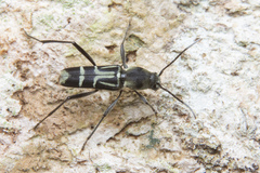 Xylotrechus javanicus