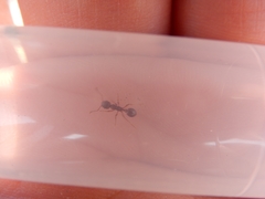 Myrmica