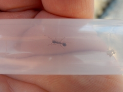 Myrmica