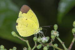 Eurema sari