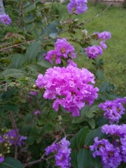 Lagerstroemia indica