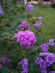 Lagerstroemia indica