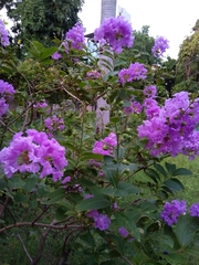 Lagerstroemia indica
