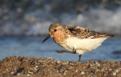 Calidris alba