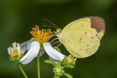 Eurema sari