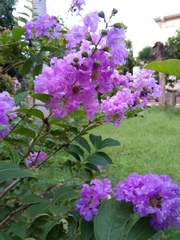 Lagerstroemia indica