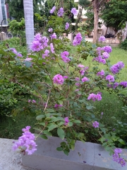 Lagerstroemia indica