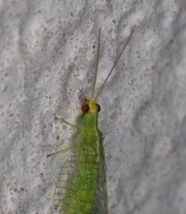 Chrysopodes collaris