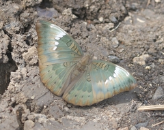 Euthalia aconthea