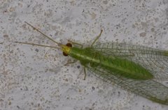 Chrysopodes collaris