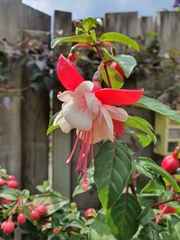Fuchsia × hybrida