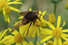 Volucella zonaria
