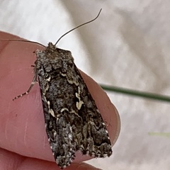 Syngrapha rectangula