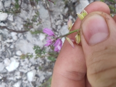 Polygala cretacea