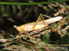 Euconocephalus varius
