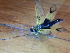 Libelloides longicornis