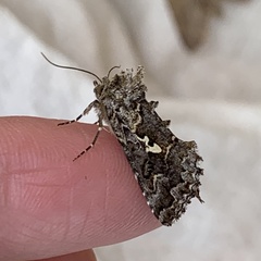Syngrapha rectangula