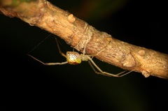 Thwaitesia margaritifera