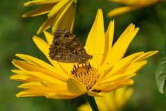 Hipparchia semele
