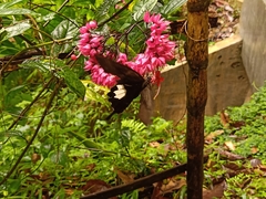 Papilio iswara