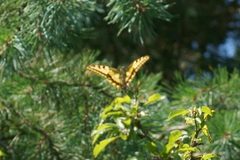 Papilio machaon