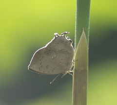 Surendra quercetorum