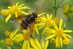 Volucella zonaria