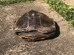 Hydromedusa tectifera