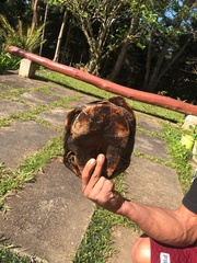 Hydromedusa tectifera