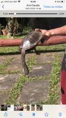 Hydromedusa tectifera