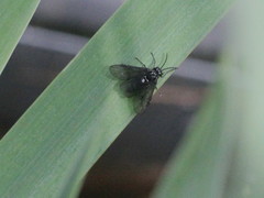 Rhadinoceraea micans