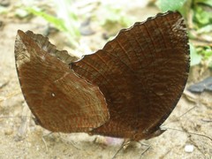 Elymnias hypermnestra beatrice