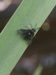 Rhadinoceraea micans