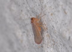 Omolicna