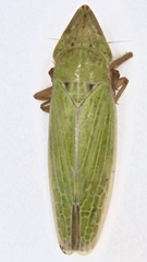 Draeculacephala balli