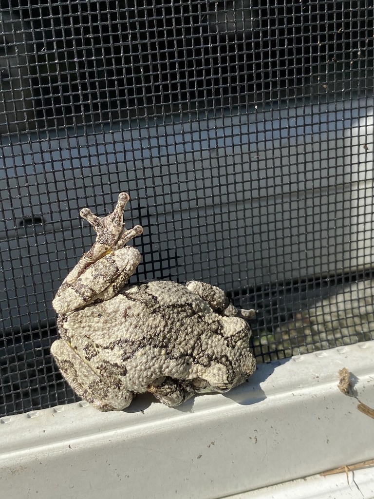 Gray Treefrog Species Complex from Arundel on the Bay Rd, Annapolis, MD ...