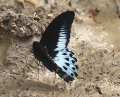 Papilio polymnestor