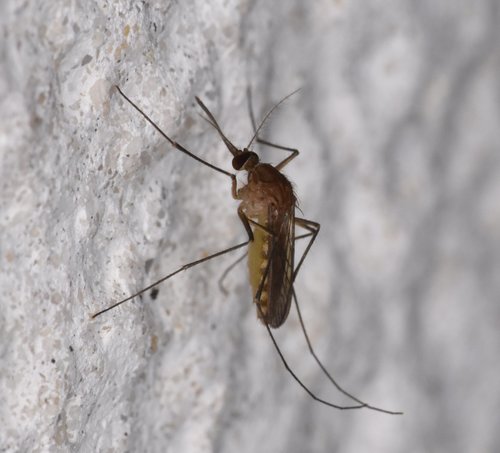 Florida SLE Mosquito photo 5