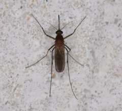 Culex nigripalpus