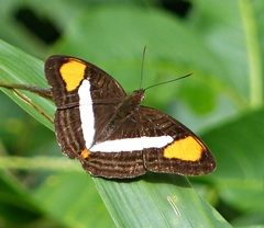 Adelpha falcipennis