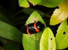 Cosmoscarta abdominalis