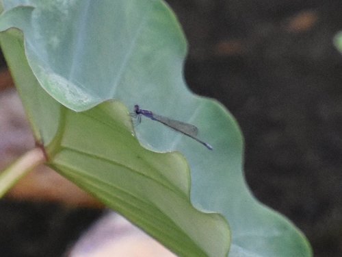 Purple Bluet photo 5