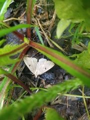 Zanclognatha laevigata