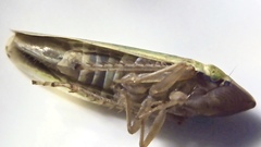 Draeculacephala balli