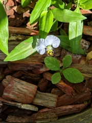 Commelina erecta