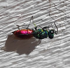 Chrysis angustula