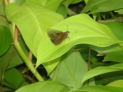 Pelopidas mathias mathias