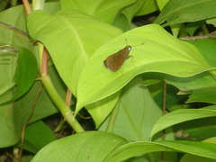 Pelopidas mathias mathias